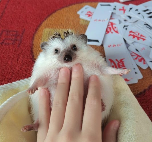 非洲迷你刺猬照顧 非洲迷你刺猬照顧