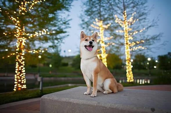 柴犬行為問題 柴犬行為問題
