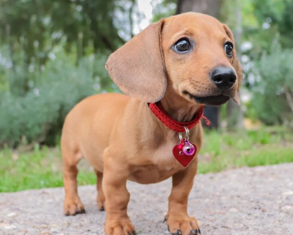 臘腸犬智力 臘腸犬智力
