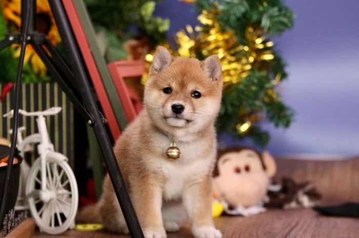 豆柴犬 價格 豆柴犬 價格