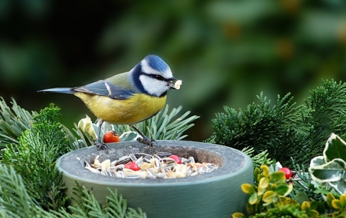 野鳥食物 野鳥食物