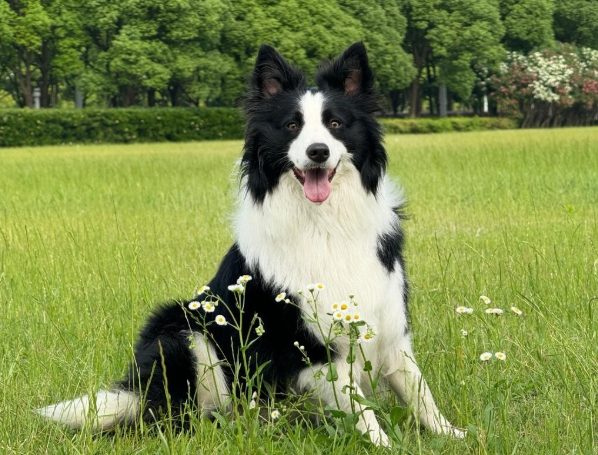 边境牧羊犬聪明度 边境牧羊犬聪明度