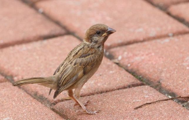 麻雀幼鳥餵食 麻雀幼鳥餵食