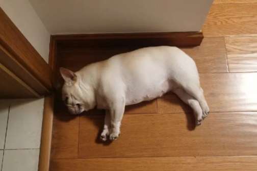 狗狗腸胃不適 狗狗腸胃不適