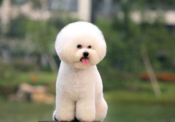 比熊犬性格特點 比熊犬性格特點