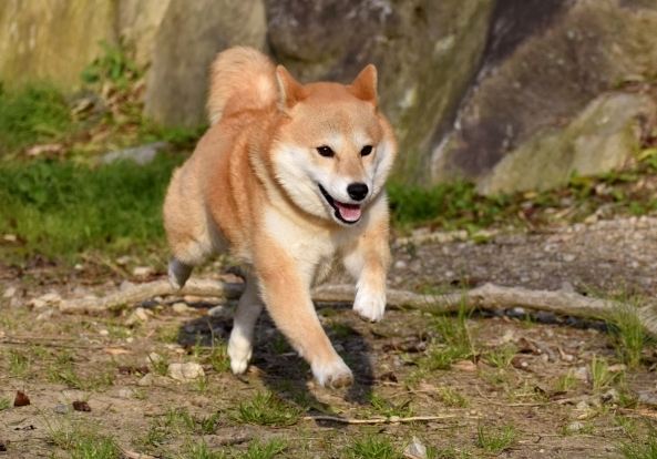 柴犬情緒問題 柴犬情緒問題