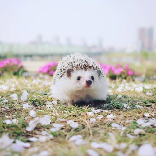 刺猬行為分析 刺猬行為分析