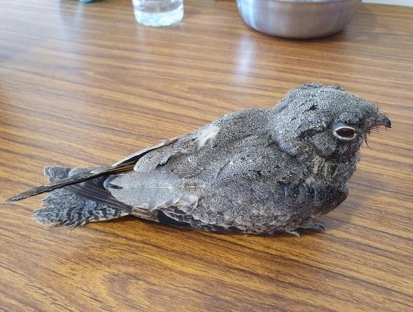 夜鷹飼養 夜鷹飼養