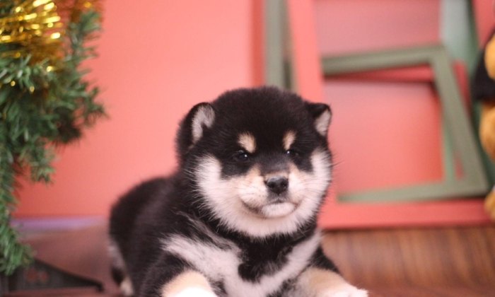 柴犬行為解讀 柴犬行為解讀