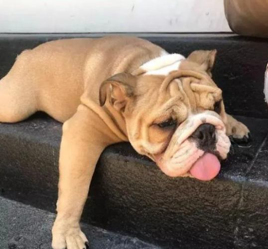 狗狗腹瀉處理 狗狗腹瀉處理