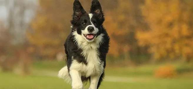 边境牧羊犬缺点 边境牧羊犬缺点