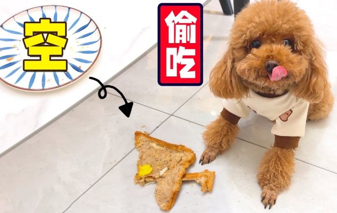 狗狗早餐食譜 狗狗早餐食譜