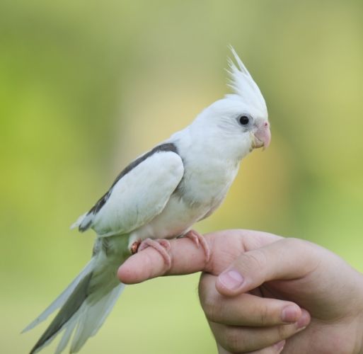 玄鳳鸚鵡行為分析 玄鳳鸚鵡行為分析
