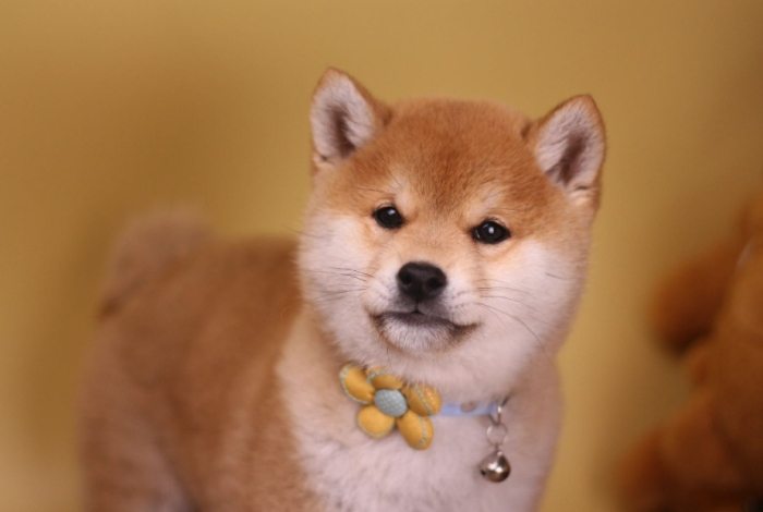 柴犬幼犬餵養 柴犬幼犬餵養
