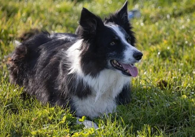 边境牧羊犬聪明度 边境牧羊犬聪明度