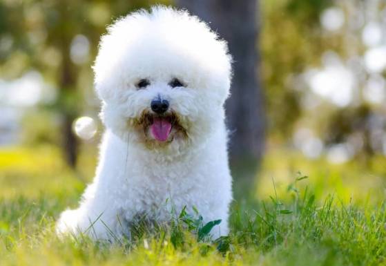 比熊犬性格特點 比熊犬性格特點