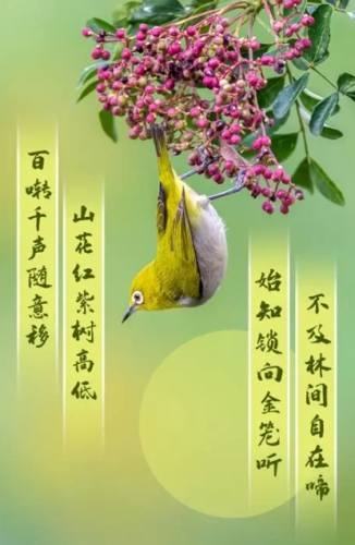綠繡眼行為 綠繡眼行為
