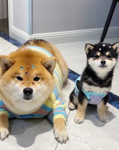 豆柴 柴犬 比較 豆柴 柴犬 比較