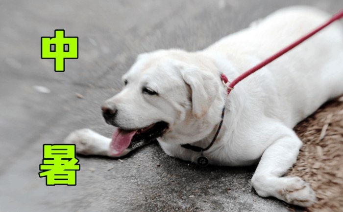 狗中暑症狀 狗中暑症狀