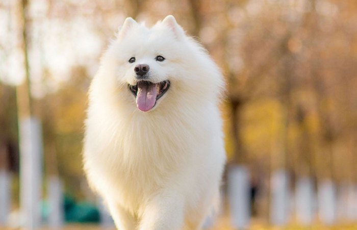 狗狗身體語言 狗狗身體語言