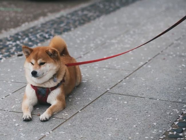 柴犬行為問題 柴犬行為問題