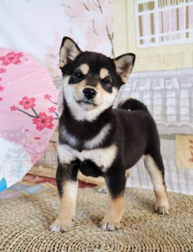 黑豆柴犬 黑豆柴犬