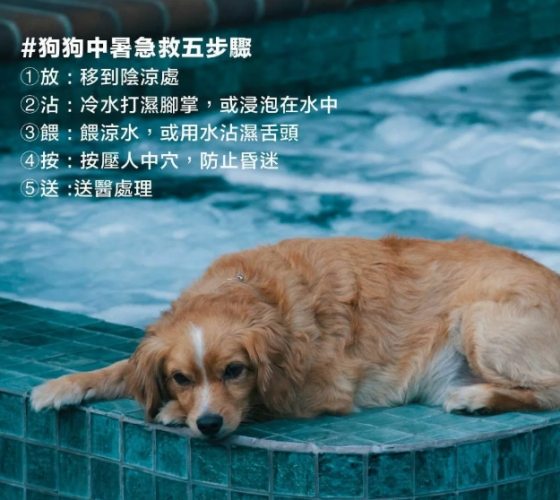 預防狗中暑 預防狗中暑