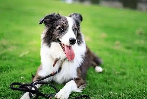 边境牧羊犬缺点 边境牧羊犬缺点