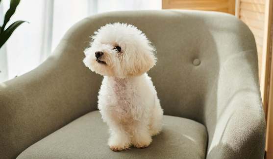 比熊犬性格特點 比熊犬性格特點