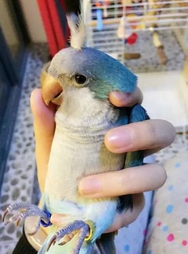 鳥類飼養益處 鳥類飼養益處