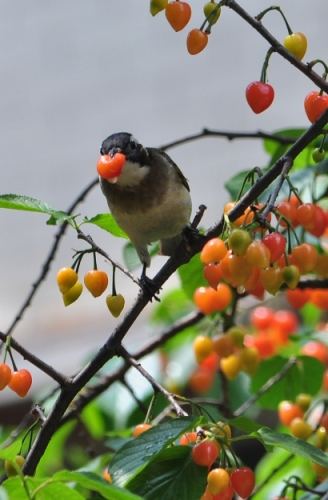 安全鳥食 安全鳥食