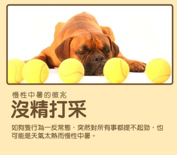 狗狗慢性中暑症狀 狗狗慢性中暑症狀