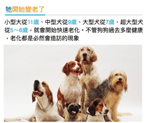 老年犬溫度管理 老年犬溫度管理