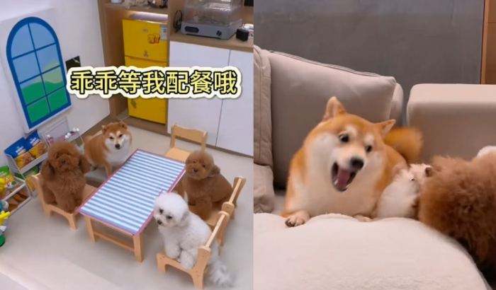 狗狗早餐食譜 狗狗早餐食譜