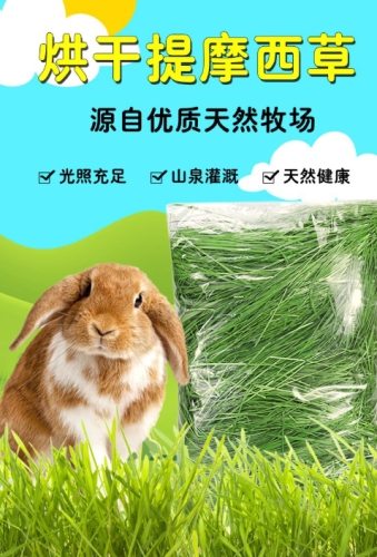 兔子牧草選擇 兔子牧草選擇