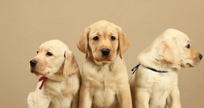 拉布拉多犬優點 拉布拉多犬優點