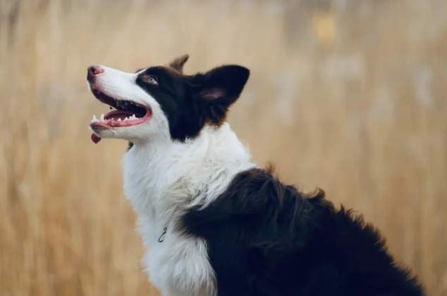 边境牧羊犬好养吗 边境牧羊犬好养吗