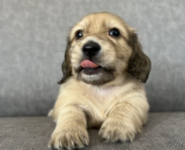 長毛臘腸犬健康 長毛臘腸犬健康