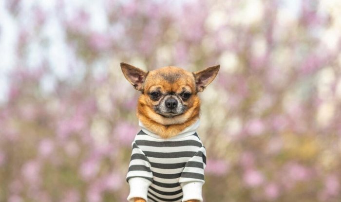 黏人犬種