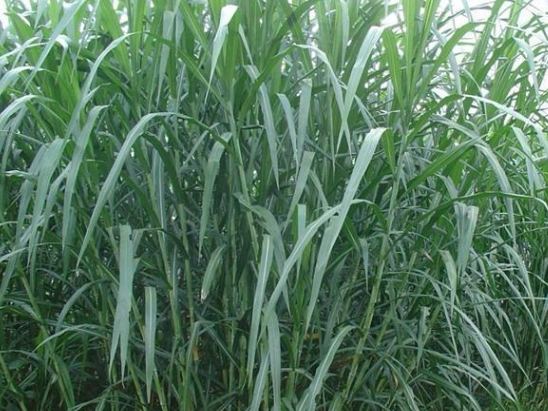 提摩西草種植條件 提摩西草種植條件
