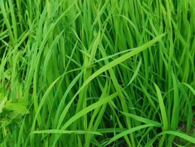 兔子飼料種植 兔子飼料種植
