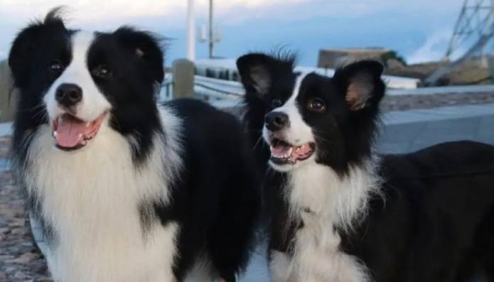犬类智商排行 犬类智商排行