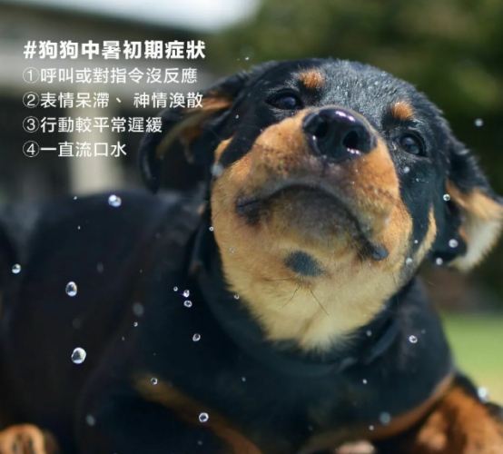 犬中暑後遺症治療 犬中暑後遺症治療