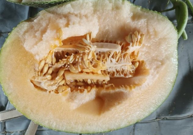 狗吃蜜瓜 狗吃蜜瓜