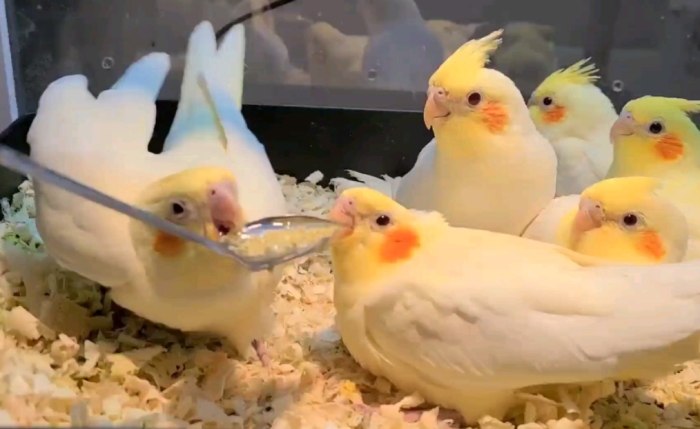 玄鳳鸚鵡性格特點 玄鳳鸚鵡性格特點