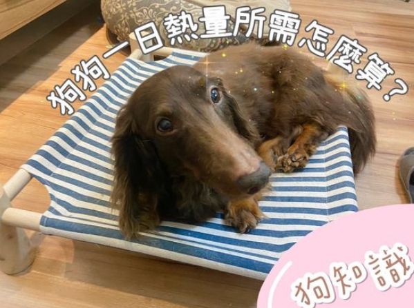 寵物熱量需求
