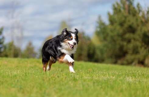 迷你牧羊犬飼養 迷你牧羊犬飼養