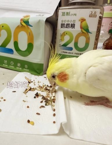 玄鳳鸚鵡飲食 玄鳳鸚鵡飲食