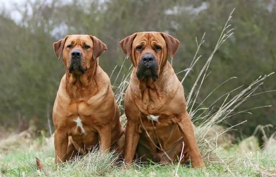 危險犬隻飼養注意事項 危險犬隻飼養注意事項
