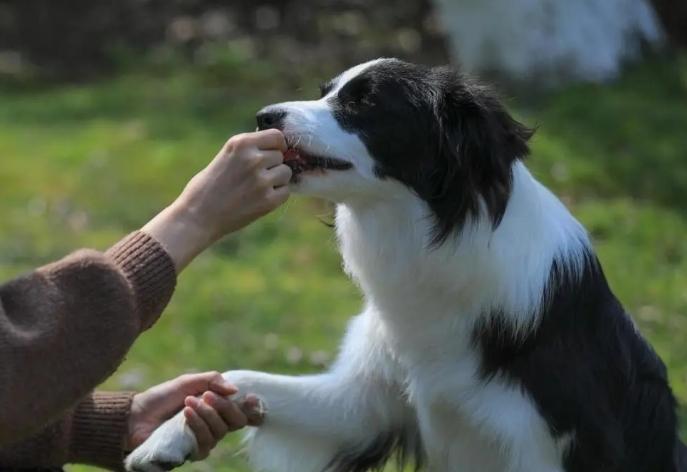 边境牧羊犬缺点 边境牧羊犬缺点